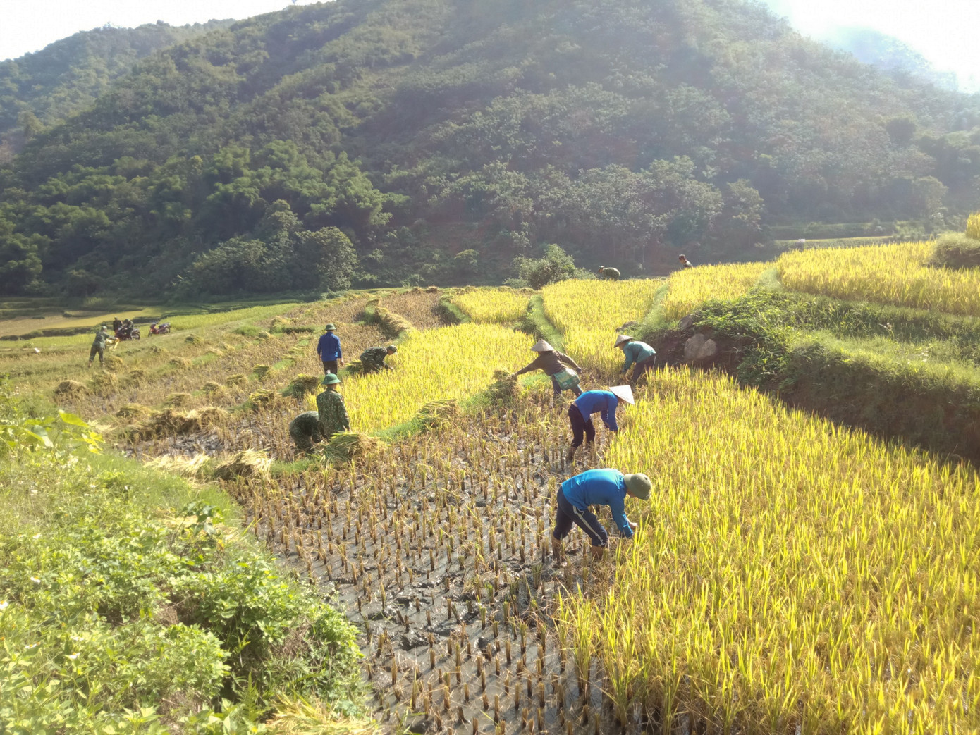 Thanh niên đội nắng giúp đồng bào vùng cao gặt lúa ảnh 1