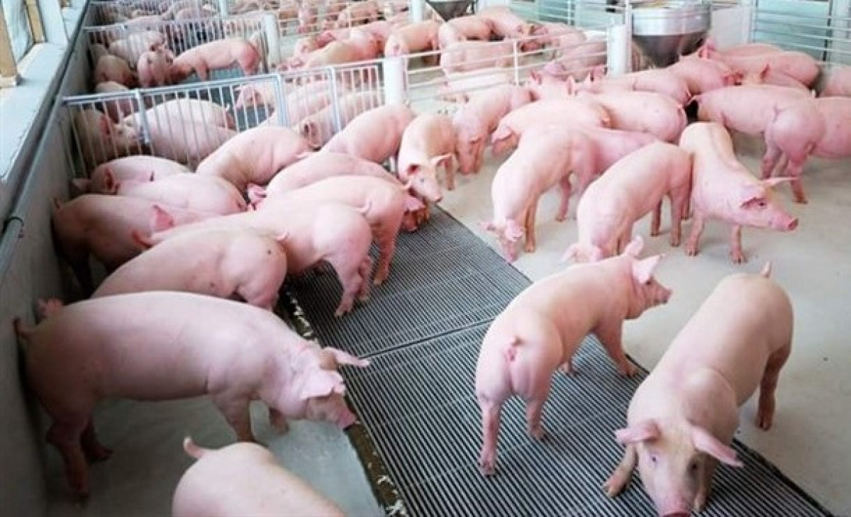 Chuỗi liên kết chăn nuôi phát huy hiệu quả, tăng nguồn cung thực phẩm cho dịp Tết ảnh 1