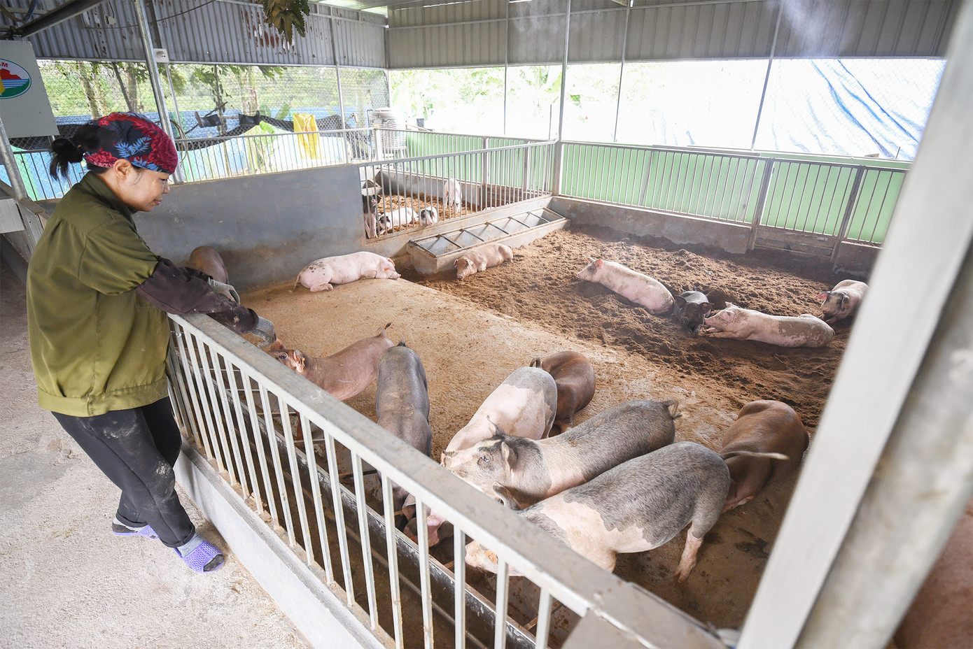 Kỳ tích mô hình chăn nuôi “nói không” với dịch tả lợn châu Phi ảnh 1