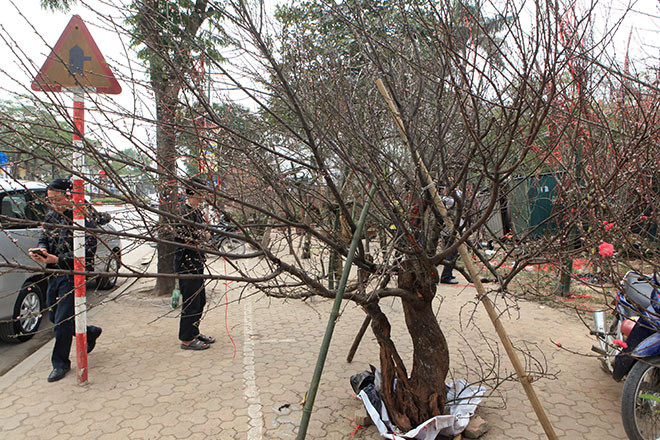 Thủ tướng nghiêm cấm chặt đào rừng chơi Tết ảnh 2