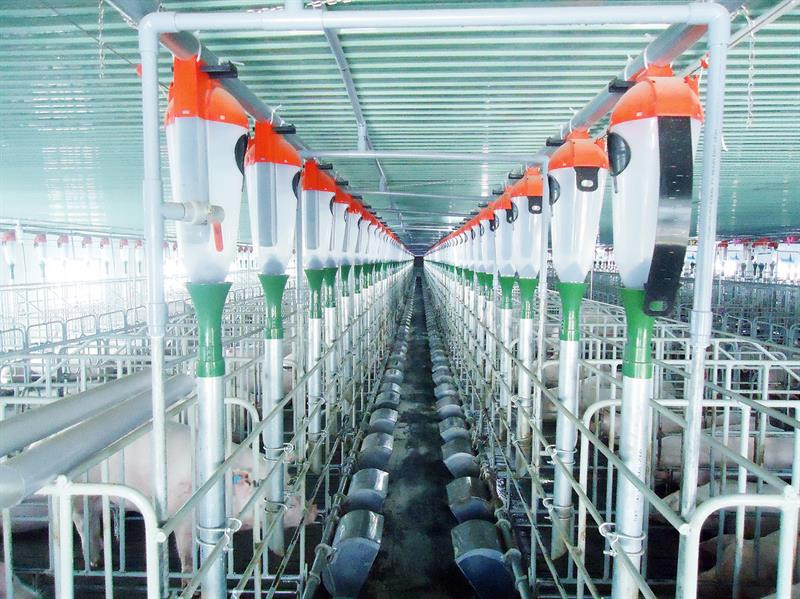 Mô hình chăn nuôi khép kín 'chế ngự' dịch tả lợn châu Phi ảnh 1