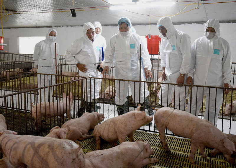 Tăng nguồn cung thịt lợn cho dịp Tết ảnh 1