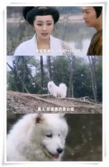 Lời thoại: Ta không quan tâm nàng là người hay hồ ly. Tiếng lòng "diễn viên": Ừ thì tui là chó Samoyed mà. (Ảnh: Sohu) Khi các “hoàng thượng” đi đóng phim”: Lang Điện Hạ phải đặc biệt tìm “diễn viên nhí“! ảnh 2