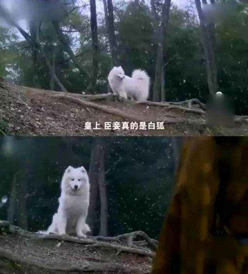 Đoàn làm phim đã tuyển một chú chó Samoyed vào vai hồ ly. (Ảnh: Sohu) Khi các “hoàng thượng” đi đóng phim”: Lang Điện Hạ phải đặc biệt tìm “diễn viên nhí“! ảnh 1