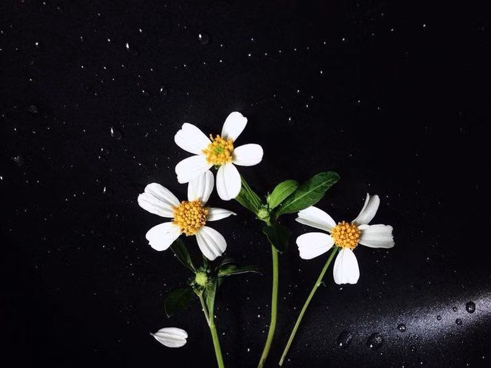 Cuộc thi viết Trà sữa cho tâm hồn: Đi qua những mùa hoa dại mà lớn lên ảnh 3