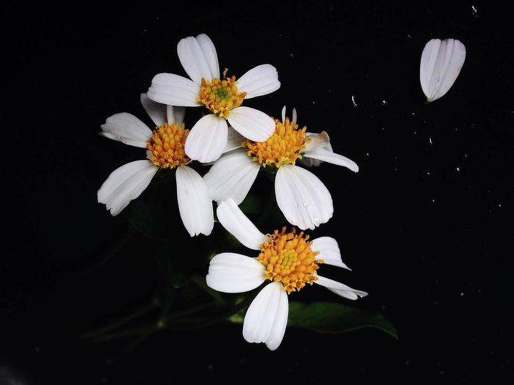 Cuộc thi viết Trà sữa cho tâm hồn: Đi qua những mùa hoa dại mà lớn lên ảnh 2