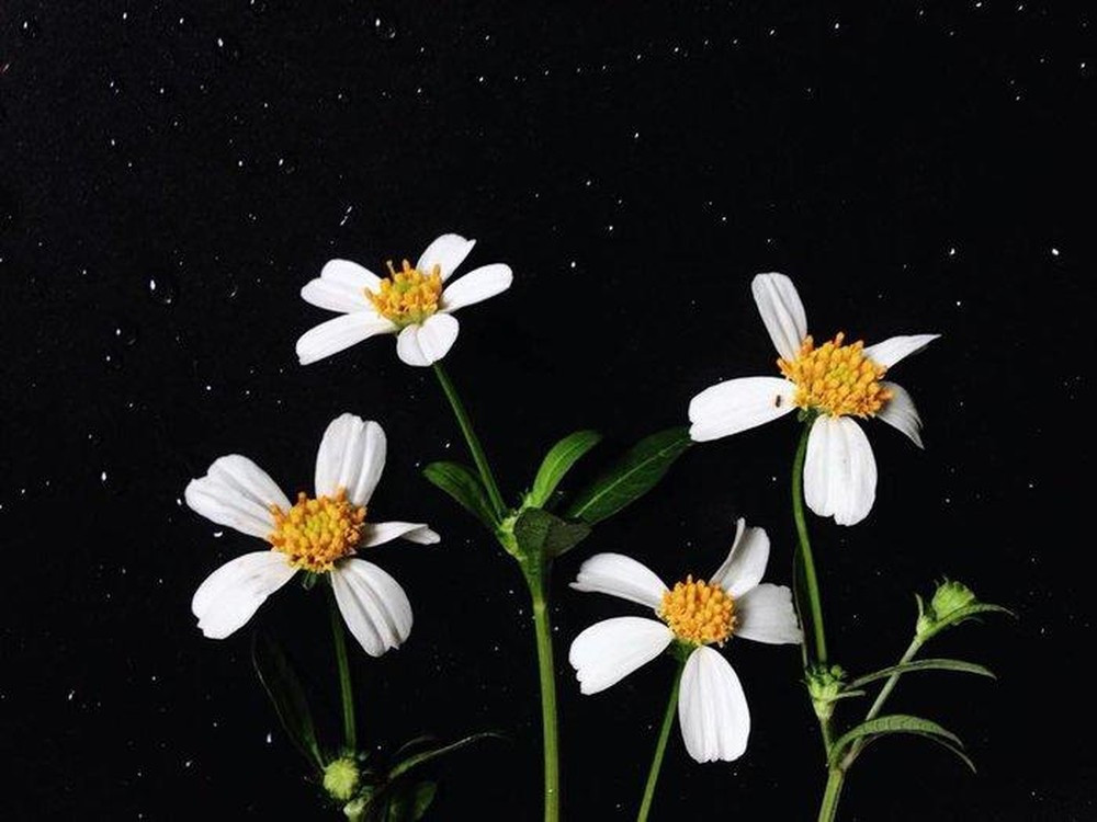 Cuộc thi viết Trà sữa cho tâm hồn: Đi qua những mùa hoa dại mà lớn lên ảnh 1