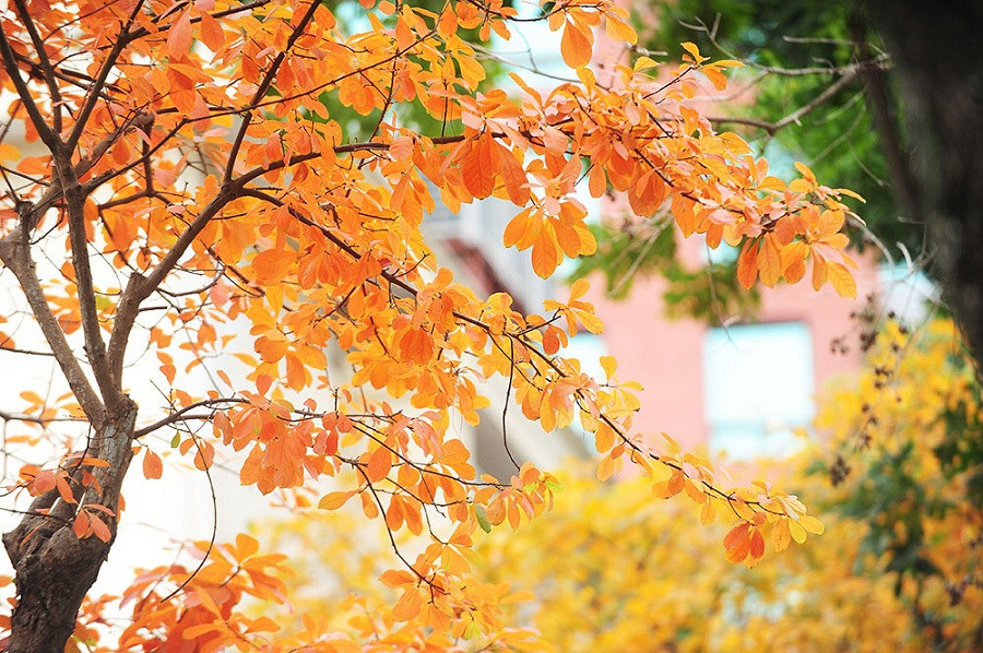 Thu đã vàng ươm rụng đầy trước cửa, thế mà lũ trẻ chúng tôi vẫn đang nghỉ Hè ảnh 3