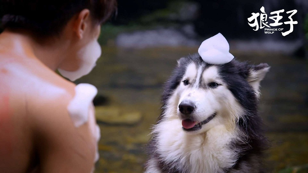 Một chú chó Alaska bảnh tỏn đóng vai Sói Ba trong "Hoàng Tử Sói". (Ảnh: Punchline Asia) Khi các “hoàng thượng” đi đóng phim”: Lang Điện Hạ phải đặc biệt tìm “diễn viên nhí“! ảnh 11
