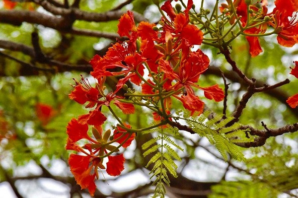 Phượng vĩ mỗi mùa Hè lại đỏ hoa rực rỡ, nhưng tuổi trẻ tôi chẳng hai lần thắm lại ảnh 3