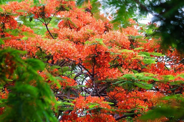 Phượng vĩ mỗi mùa Hè lại đỏ hoa rực rỡ, nhưng tuổi trẻ tôi chẳng hai lần thắm lại ảnh 1