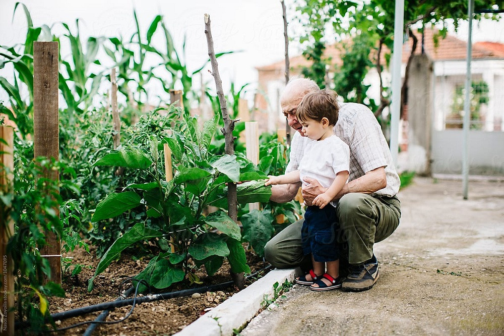 Bạn đọc sáng tác: Cây nhãn cảnh ông trồng và lời cháu hứa không bao giờ bỏ cuộc ảnh 2