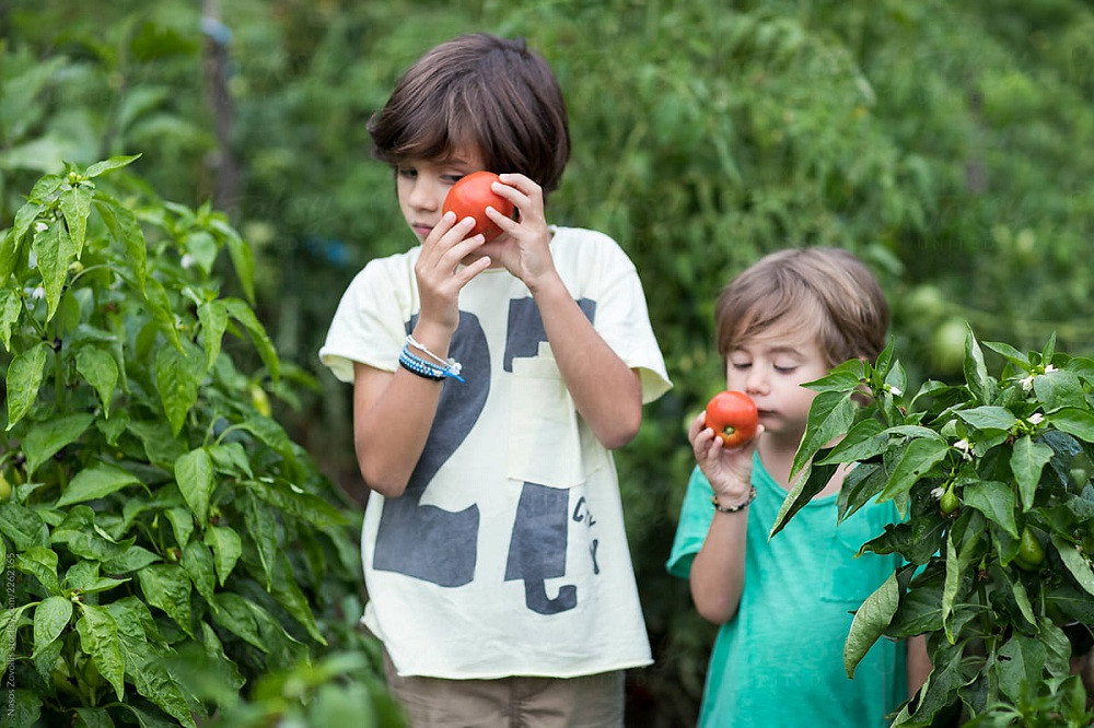 Bạn đọc sáng tác: Cây nhãn cảnh ông trồng và lời cháu hứa không bao giờ bỏ cuộc ảnh 4