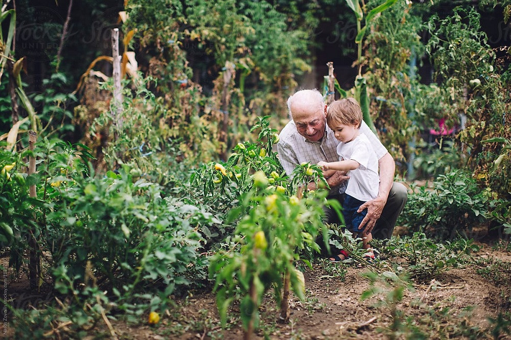 Bạn đọc sáng tác: Cây nhãn cảnh ông trồng và lời cháu hứa không bao giờ bỏ cuộc ảnh 3