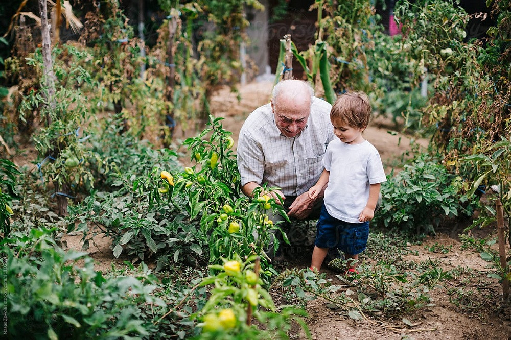 Bạn đọc sáng tác: Cây nhãn cảnh ông trồng và lời cháu hứa không bao giờ bỏ cuộc ảnh 1