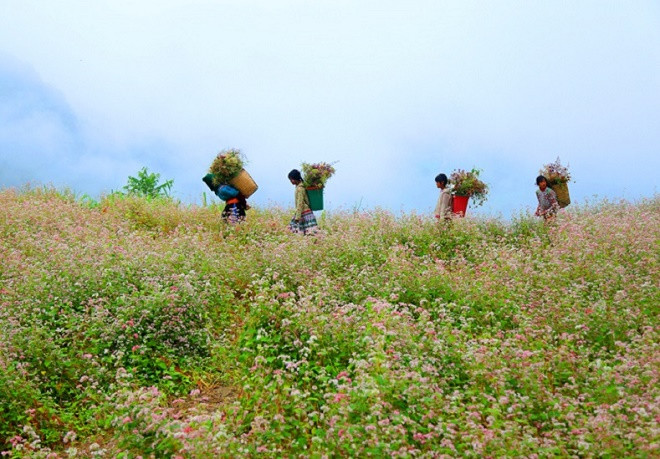Cuộc thi viết Trà sữa cho tâm hồn: Giấc mơ ở lại mùa tam giác mạch ảnh 1