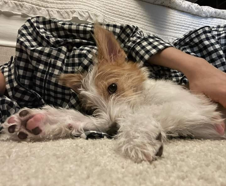 “Sen” là Đại sứ Saint Laurent, "boss" nhà Rosé nhận quà Giáng Sinh trăm triệu ảnh 1