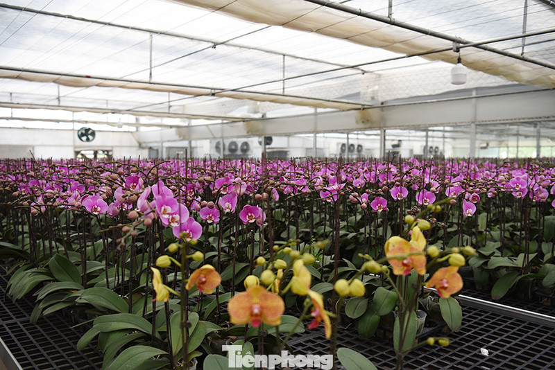 Vựa hoa lớn nhất miền Bắc tất bật chuẩn bị hoa đón Tết Tân Sửu ảnh 12