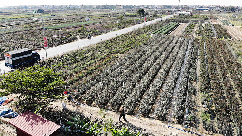 Vựa hoa lớn nhất miền Bắc tất bật chuẩn bị hoa đón Tết Tân Sửu ảnh 14