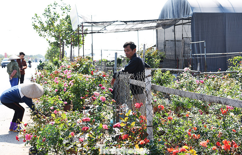 Vựa hoa lớn nhất miền Bắc tất bật chuẩn bị hoa đón Tết Tân Sửu ảnh 5