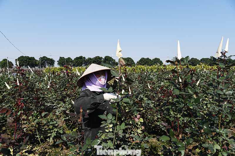 Vựa hoa lớn nhất miền Bắc tất bật chuẩn bị hoa đón Tết Tân Sửu ảnh 8