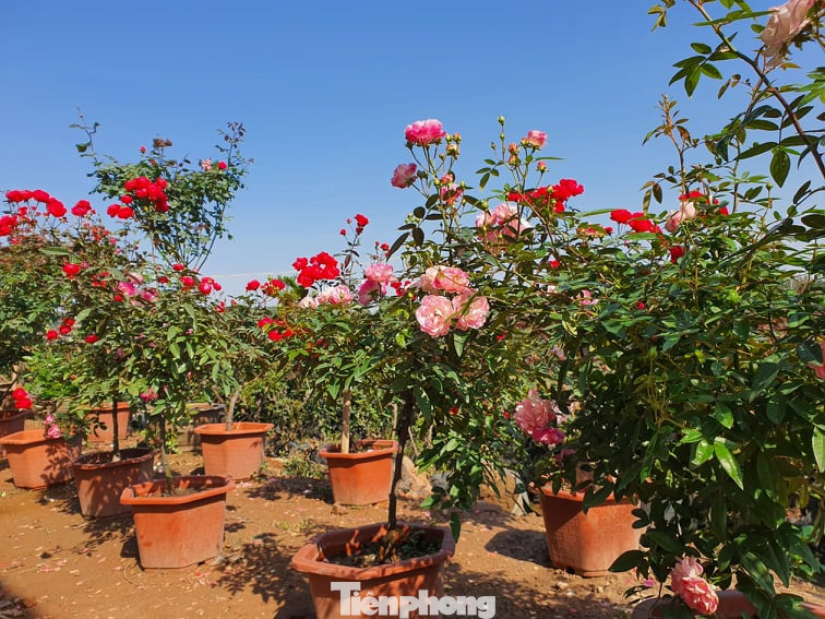 Vựa hoa lớn nhất miền Bắc tất bật chuẩn bị hoa đón Tết Tân Sửu ảnh 2