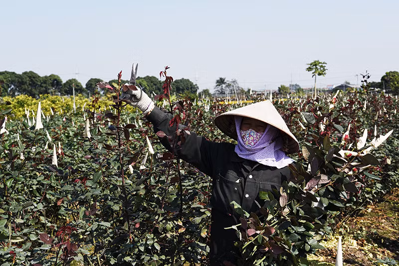Nhà vườn TPHCM thấp thỏm vụ hoa Tết ảnh 16
