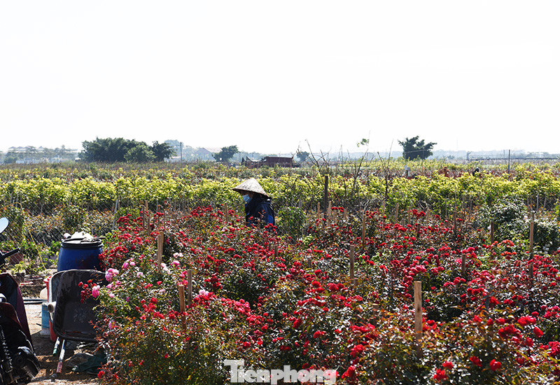 Vựa hoa lớn nhất miền Bắc tất bật chuẩn bị hoa đón Tết Tân Sửu ảnh 9