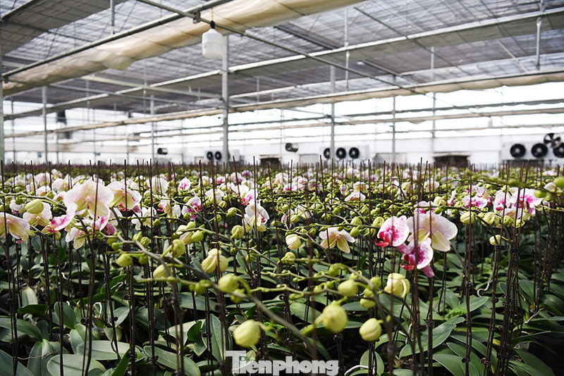 Vựa hoa lớn nhất miền Bắc tất bật chuẩn bị hoa đón Tết Tân Sửu ảnh 11