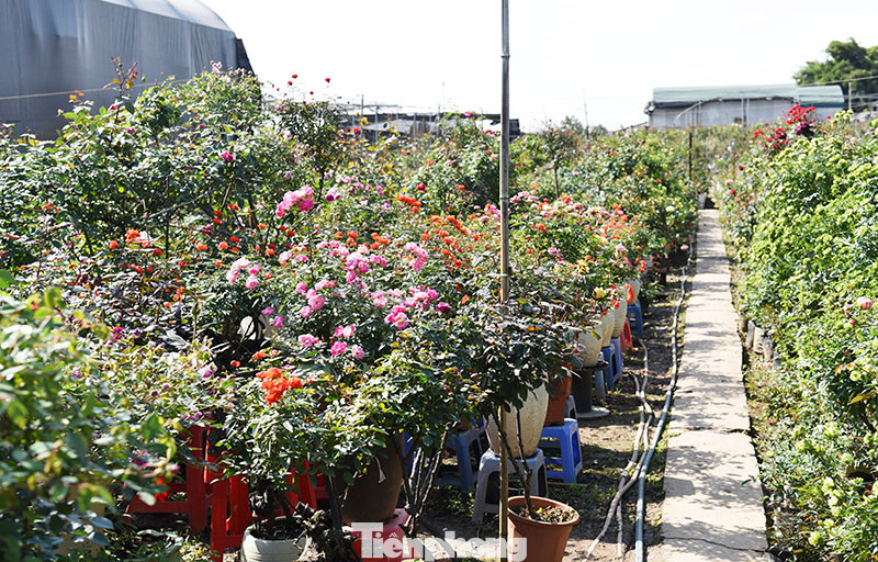 Vựa hoa lớn nhất miền Bắc tất bật chuẩn bị hoa đón Tết Tân Sửu ảnh 4