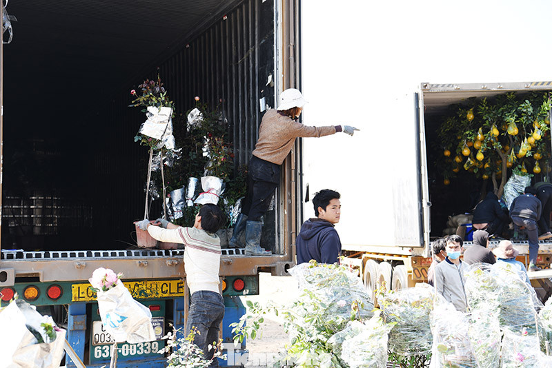 Vựa hoa lớn nhất miền Bắc tất bật chuẩn bị hoa đón Tết Tân Sửu ảnh 7