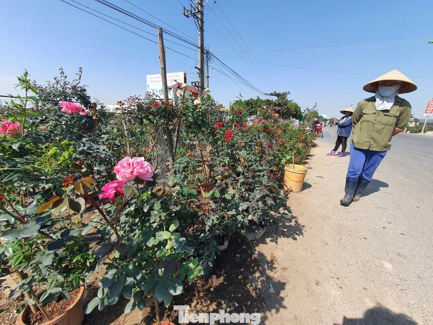Vựa hoa lớn nhất miền Bắc tất bật chuẩn bị hoa đón Tết Tân Sửu ảnh 1