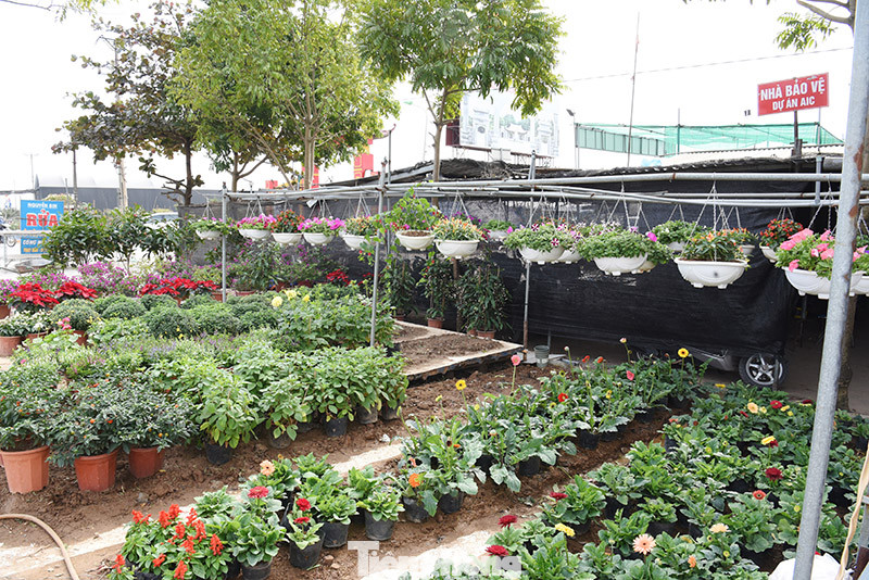 Vựa hoa lớn nhất miền Bắc tất bật chuẩn bị hoa đón Tết Tân Sửu ảnh 3