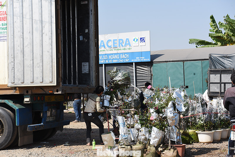 Vựa hoa lớn nhất miền Bắc tất bật chuẩn bị hoa đón Tết Tân Sửu ảnh 6