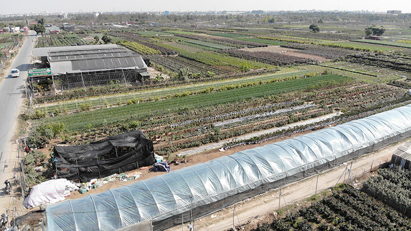 Vựa hoa lớn nhất miền Bắc tất bật chuẩn bị hoa đón Tết Tân Sửu ảnh 13