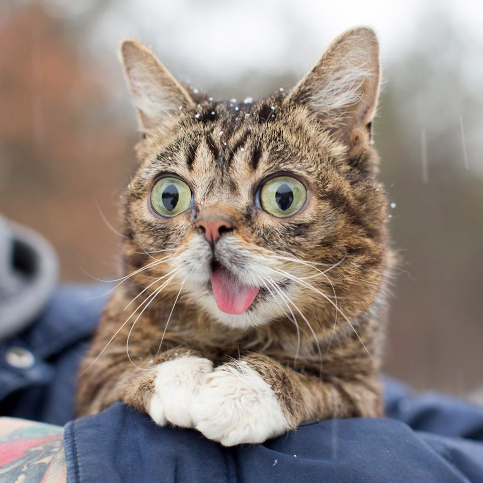 Thông tin ít biết về chú mèo nổi tiếng nhất thế giới vừa qua đời ảnh 7