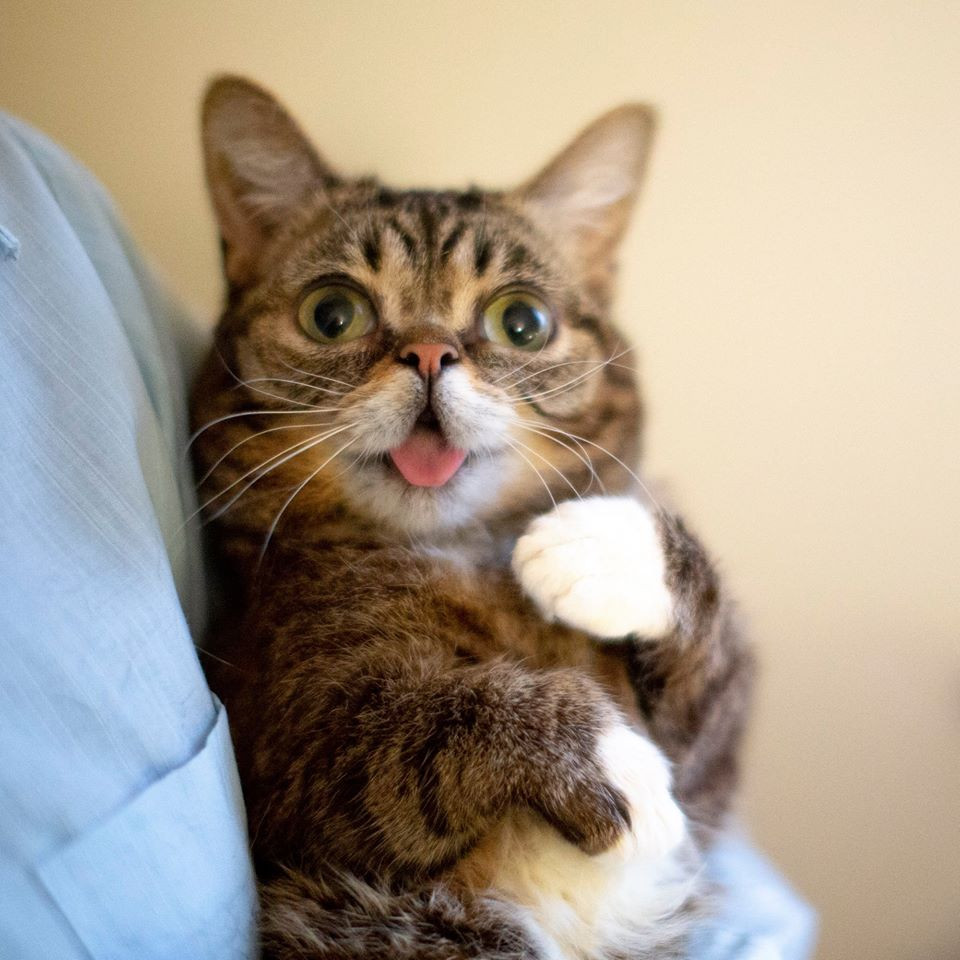 Thông tin ít biết về chú mèo nổi tiếng nhất thế giới vừa qua đời ảnh 8