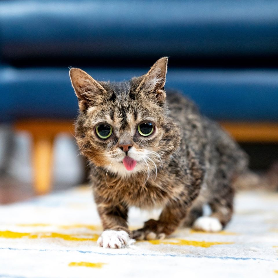 Thông tin ít biết về chú mèo nổi tiếng nhất thế giới vừa qua đời ảnh 5