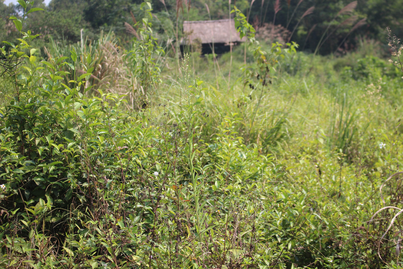 Cảnh tan hoang, rậm rạp của một số công trình tại làng Văn hóa - Du lịch các dân tộc ảnh 7