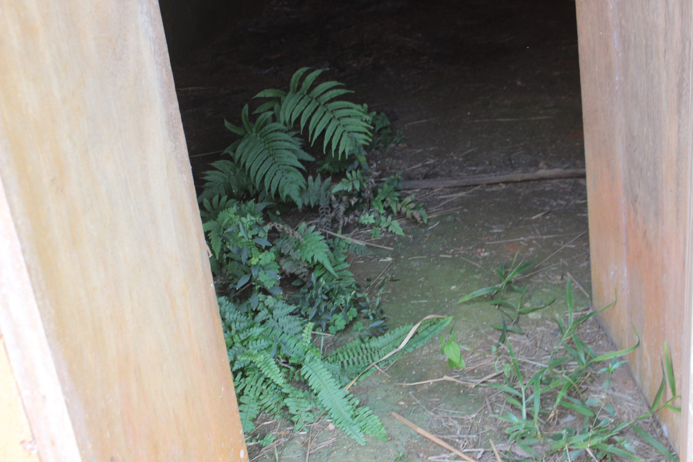 Cảnh tan hoang, rậm rạp của một số công trình tại làng Văn hóa - Du lịch các dân tộc ảnh 18