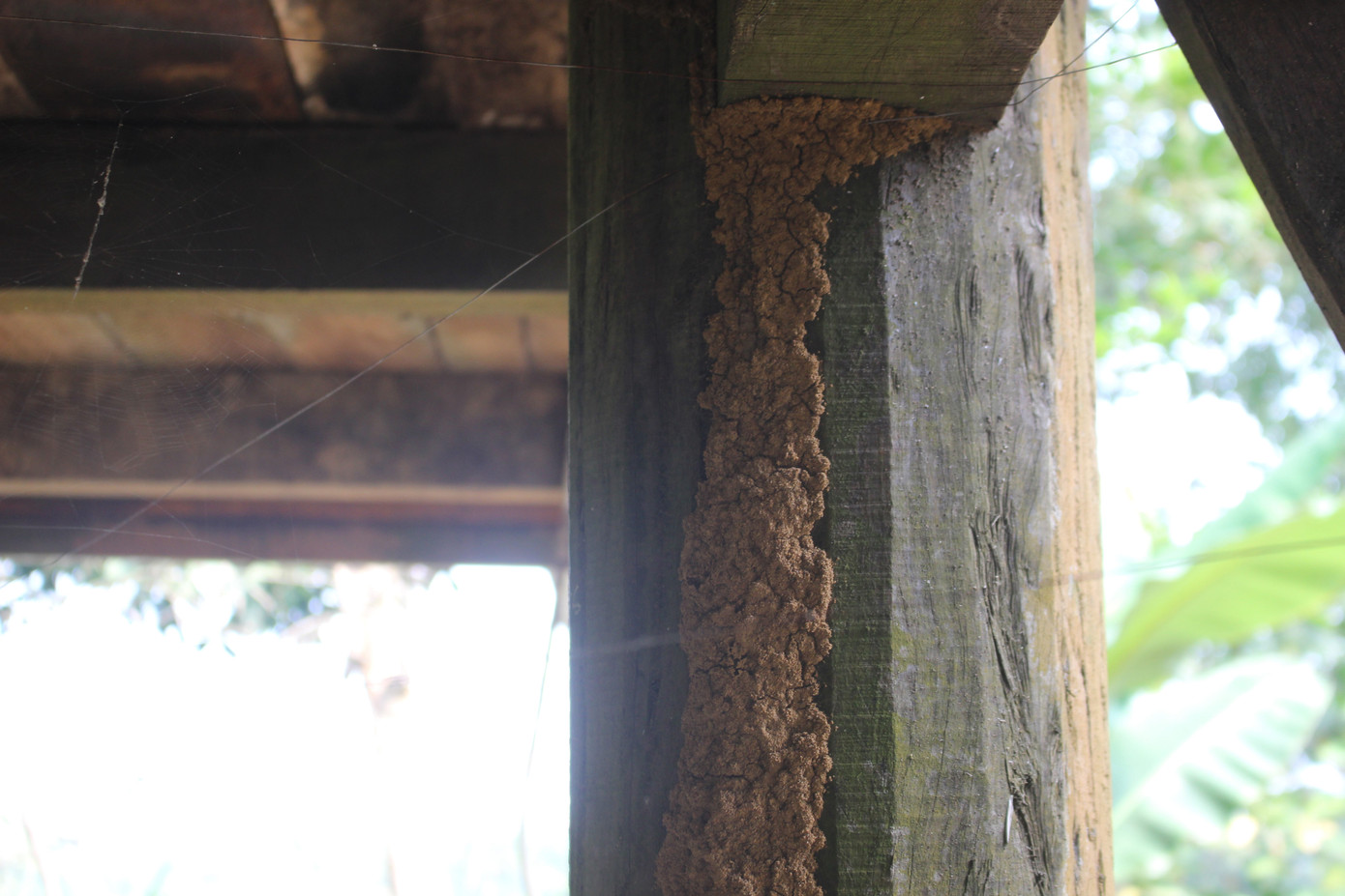 Cảnh tan hoang, rậm rạp của một số công trình tại làng Văn hóa - Du lịch các dân tộc ảnh 3