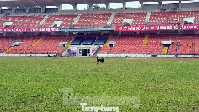 Hải Phòng dọn sạch khu trồng rau trong sân vận động Lạch Tray ảnh 1