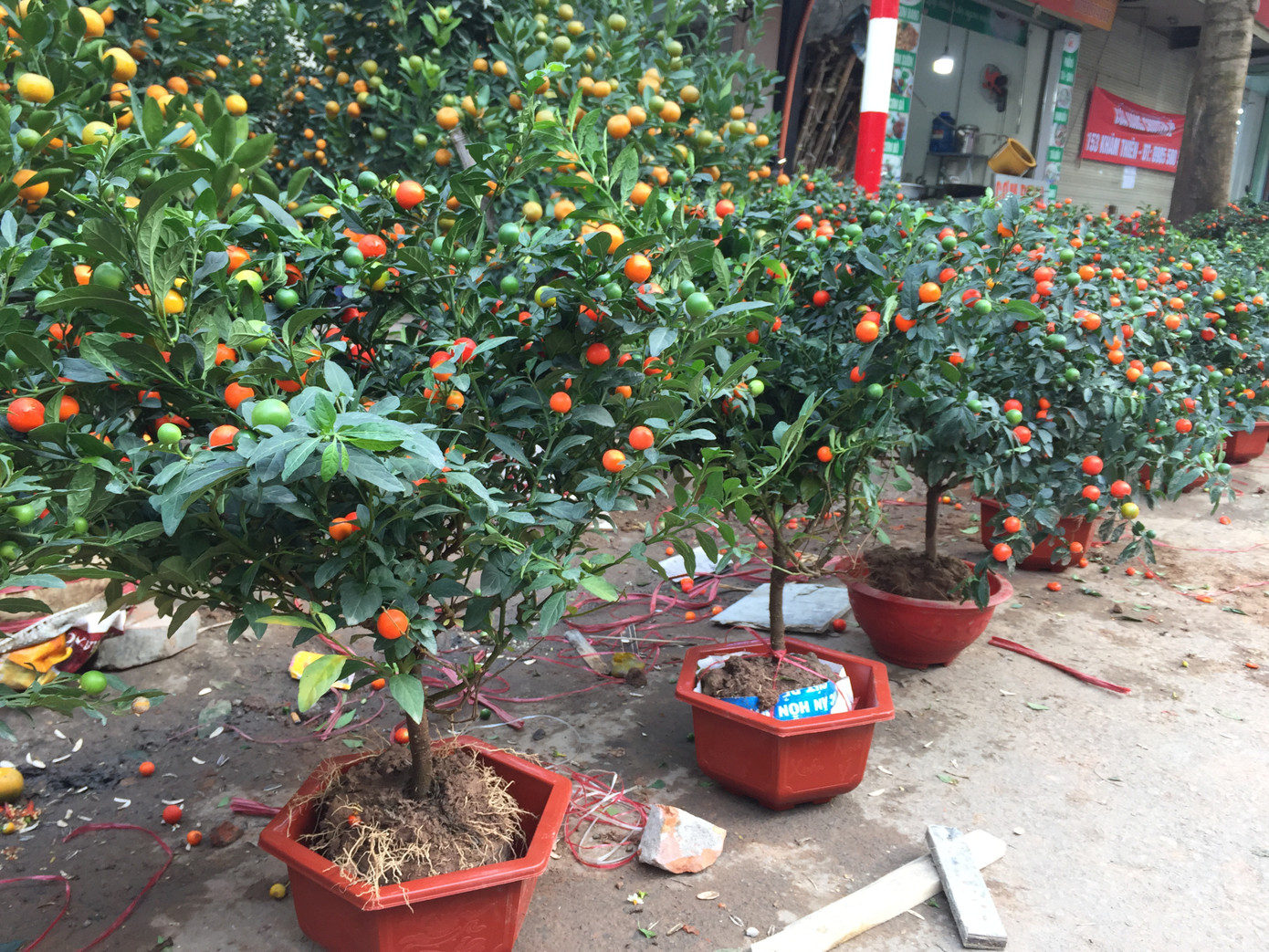 Quất non bộ thế lạ hút khách dịpTết ảnh 5