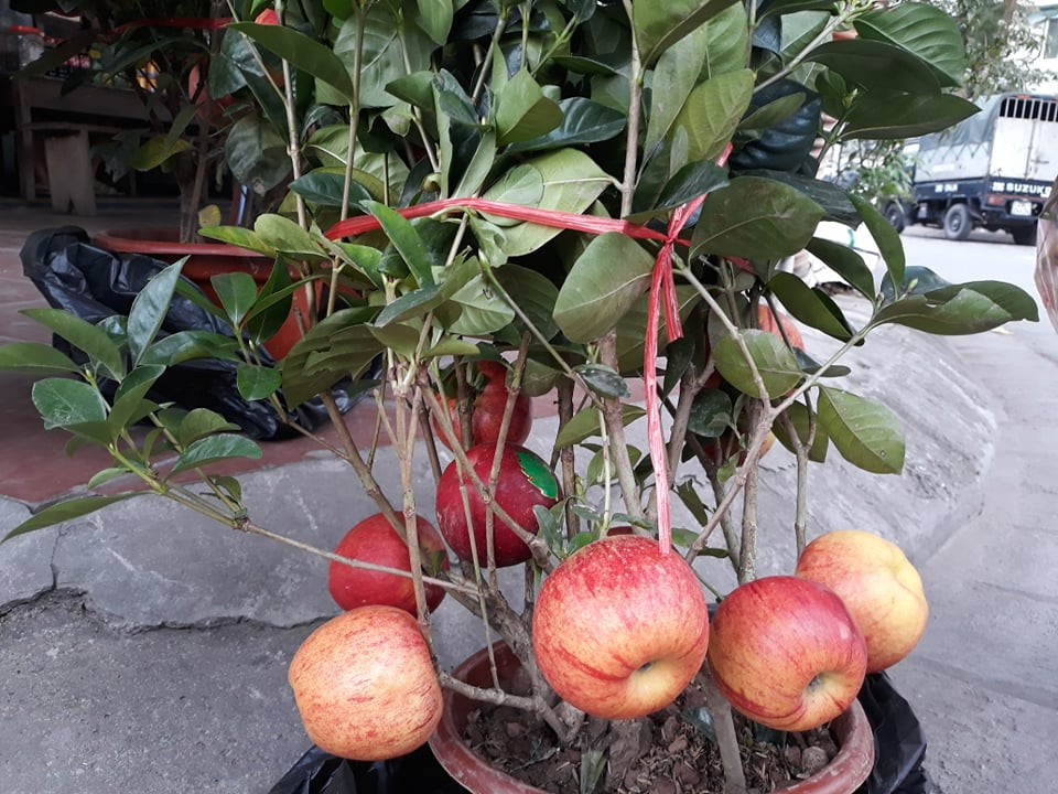 Cây lạ chơi Tết rộn ràng xuống phố ảnh 2