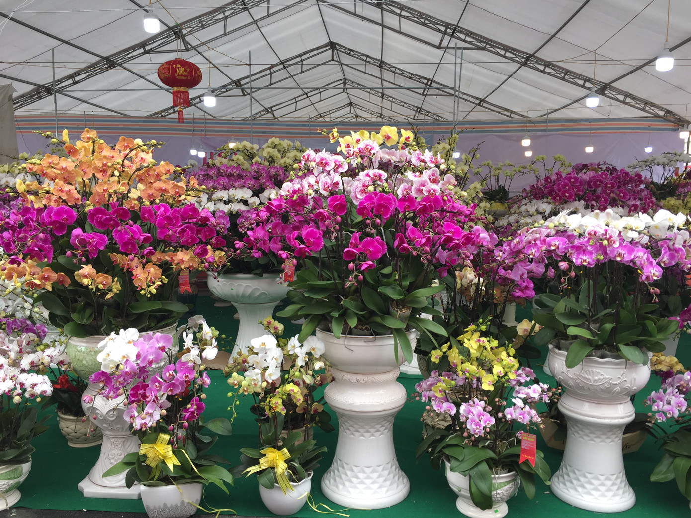 Cây lạ chơi Tết rộn ràng xuống phố ảnh 4