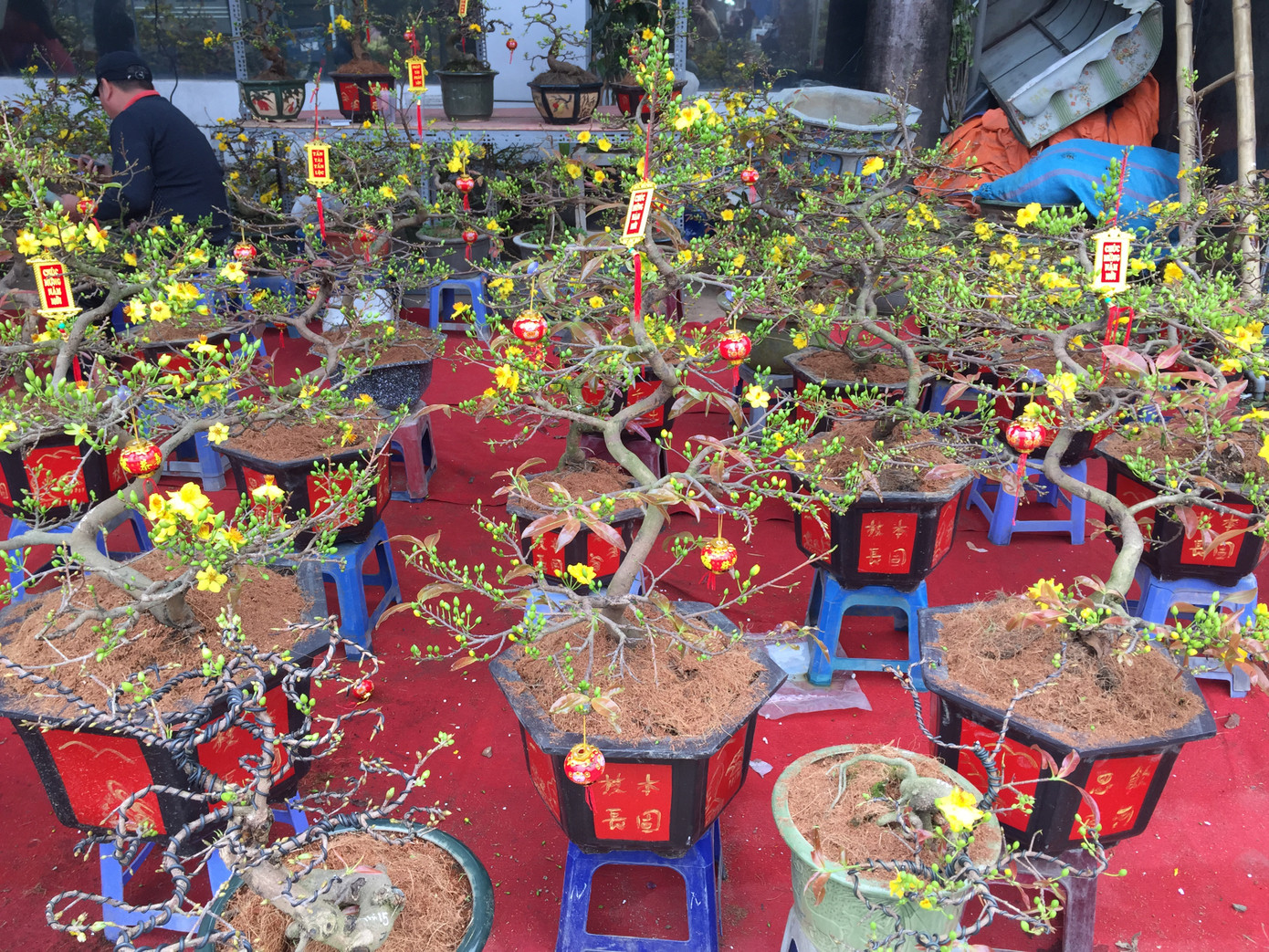 Cây lạ chơi Tết rộn ràng xuống phố ảnh 5