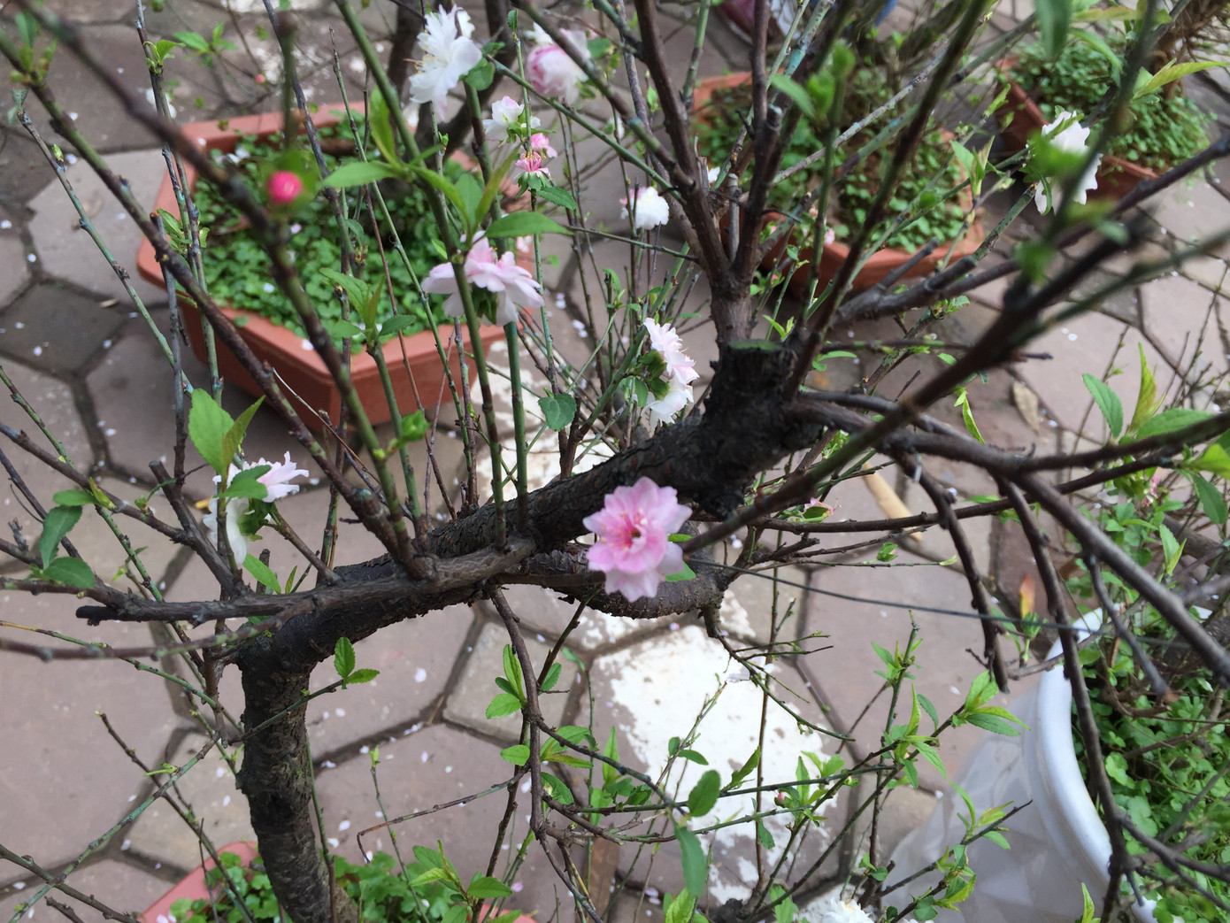 Nhất chi mai gốc 'khủng' vài chục triệu ế ẩm trên phố ảnh 4