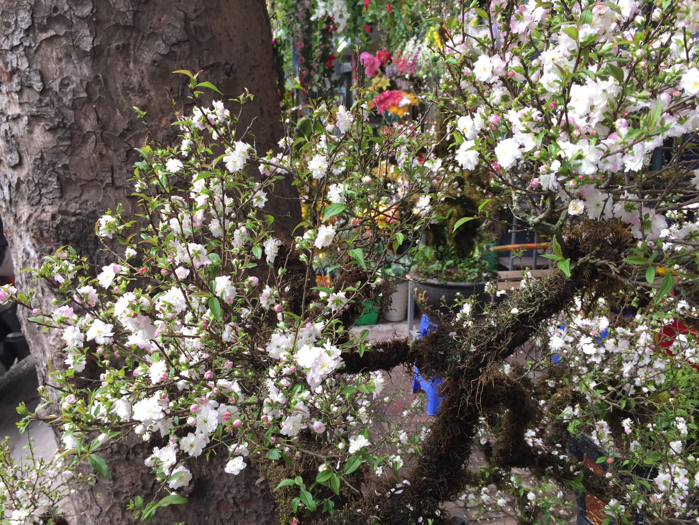 Nhất chi mai gốc 'khủng' vài chục triệu ế ẩm trên phố ảnh 7