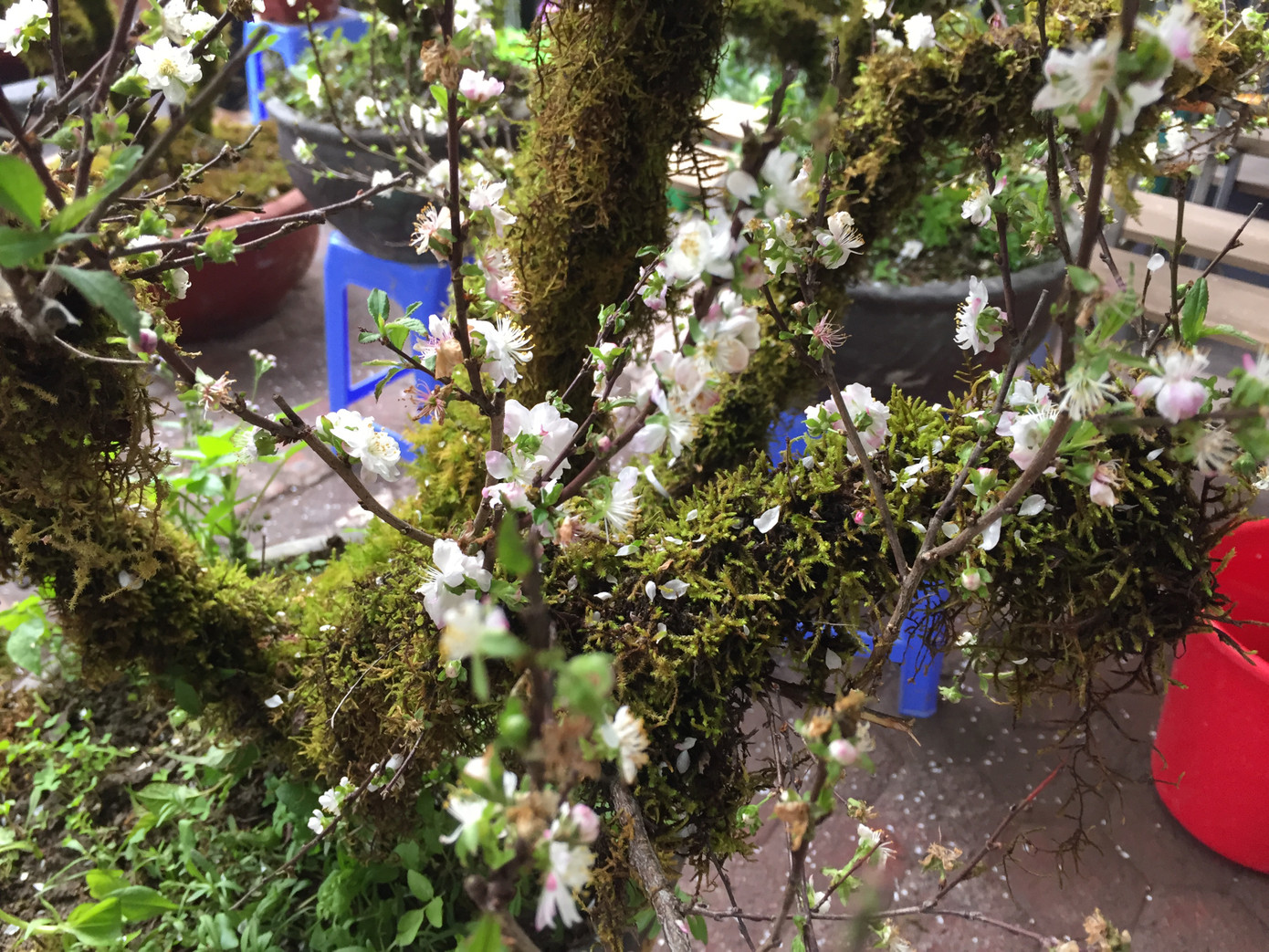 Nhất chi mai gốc 'khủng' vài chục triệu ế ẩm trên phố ảnh 3