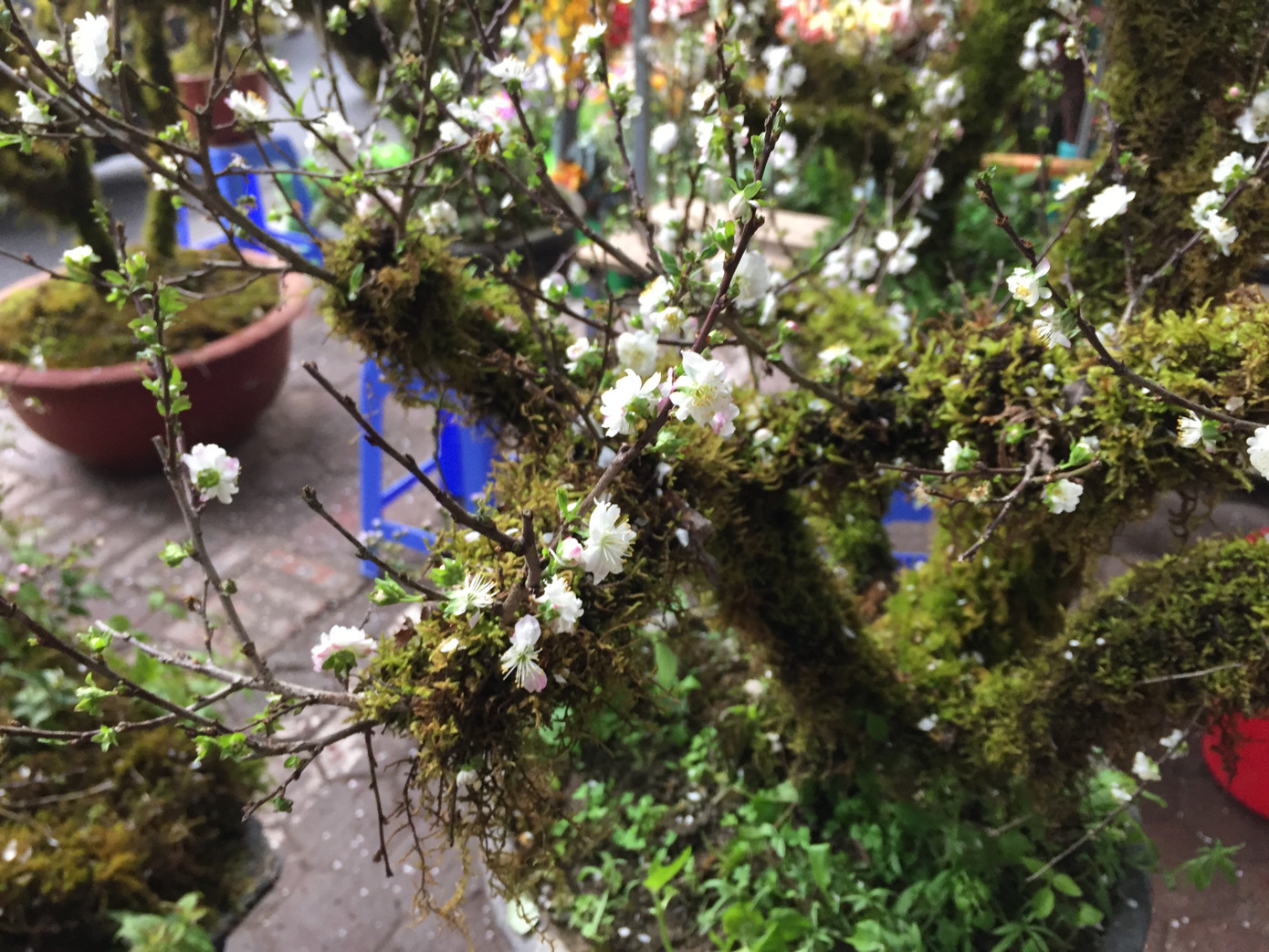 Nhất chi mai gốc 'khủng' vài chục triệu ế ẩm trên phố ảnh 8